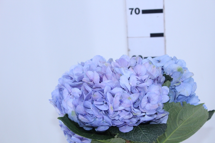 HORTENSIA FORCE LILAS 060 CM