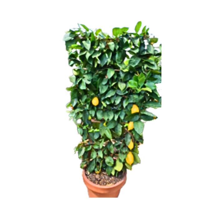 <h4>Citrus hystrix</h4>