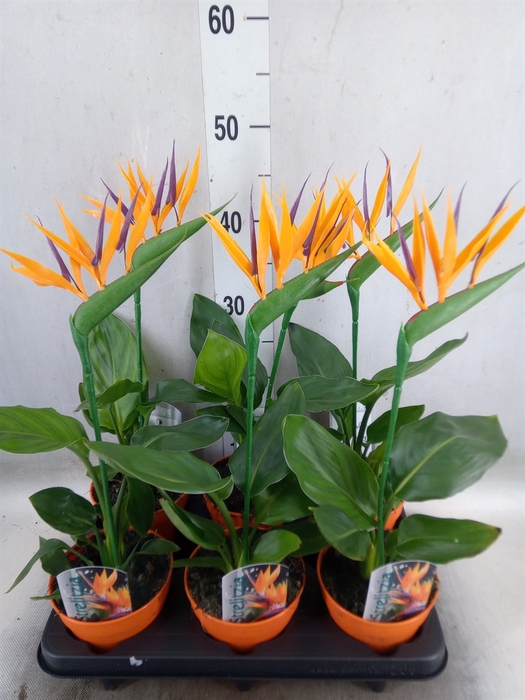 <h4>Arr.  Strelitzia L%</h4>