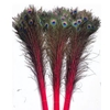 Feather Peacock L90/100 10pc/Bnd