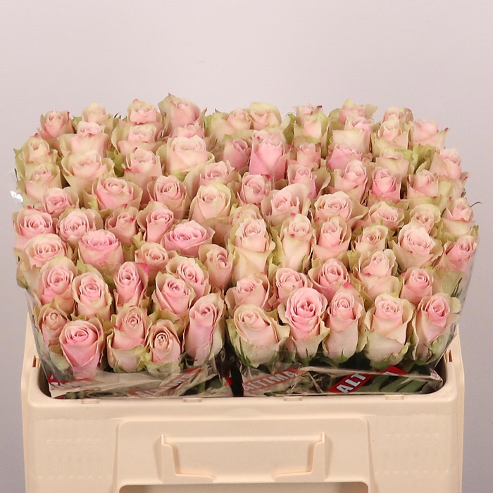 <h4>R GR PINK ATHENA</h4>