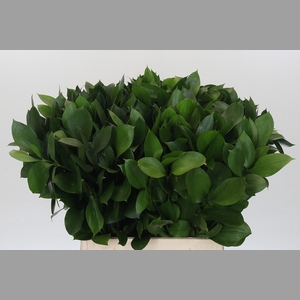 RUSCUS HYPOPHYLLUM