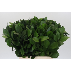 RUSCUS HYPOPHYLLUM