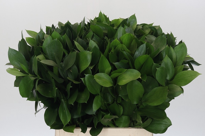 <h4>RUSCUS HYPOPHYLLUM</h4>