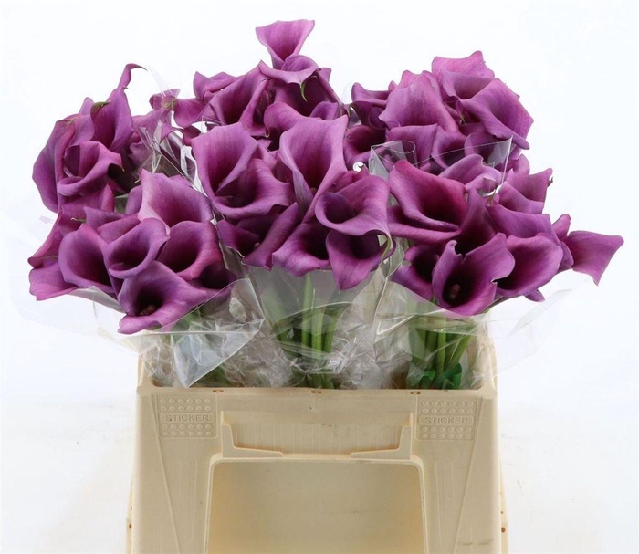 <h4>Zantedeschia durban</h4>