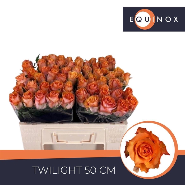<h4>R GR TWILIGHT@</h4>