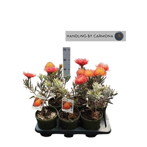 LEUCOSPERMUM OV