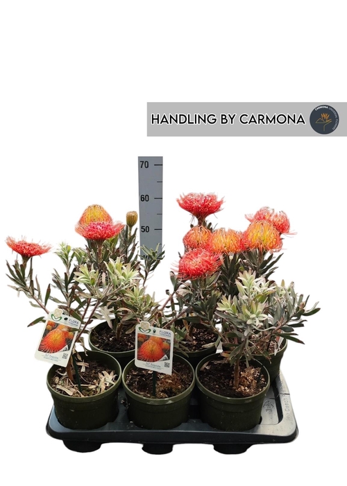 <h4>LEUCOSPERMUM OV</h4>