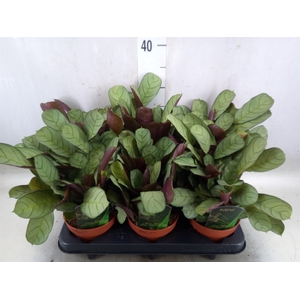 Ctenanthe burle-marxii 'Amagris'