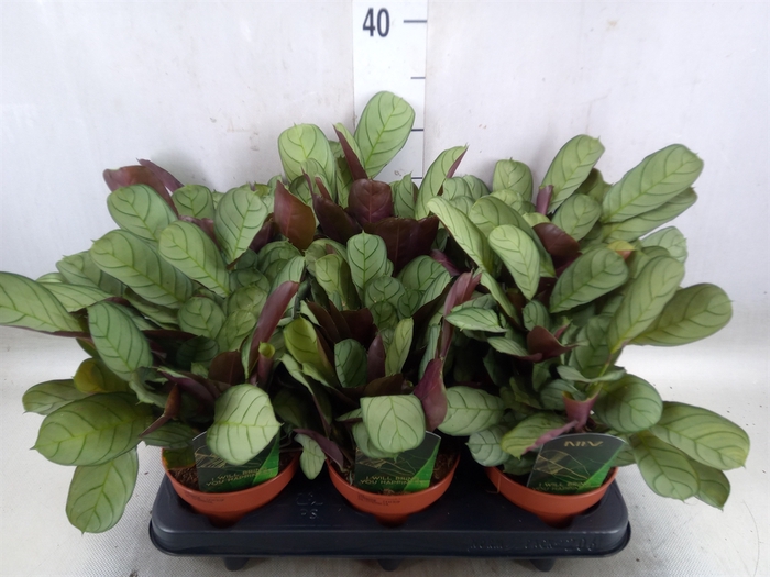 <h4>Ctenanthe burle-marxii 'Amagris'</h4>