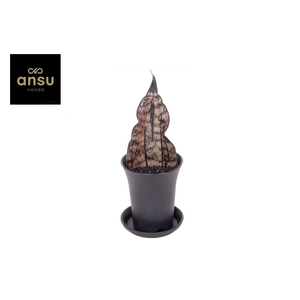 Sansevieria Star Canyon Granite in sierpot