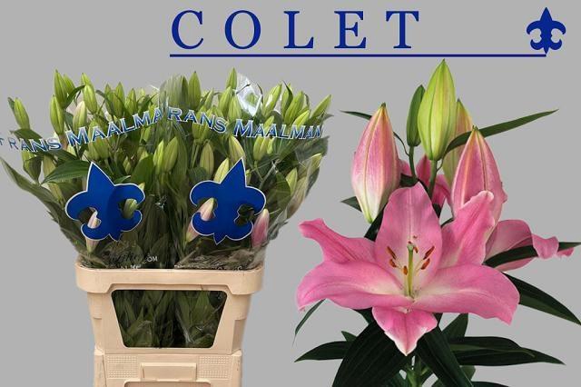 <h4>LI OR COLET</h4>