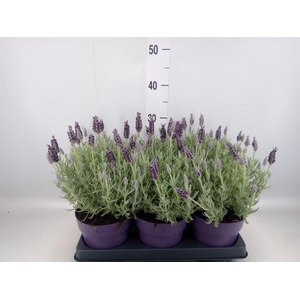 Lavandula stoec. 'Anouk Silver'