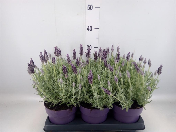 <h4>Lavandula stoec. 'Anouk Silver'</h4>