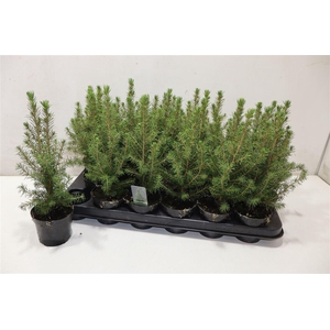 Picea Gl Conica