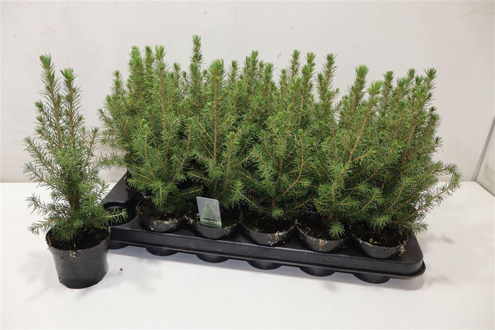 <h4>Picea Gl Conica</h4>