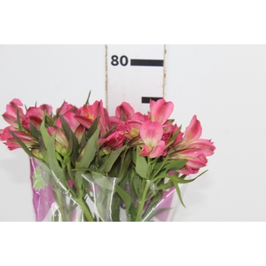 ALSTROEMERIA ALYNA 080 CM