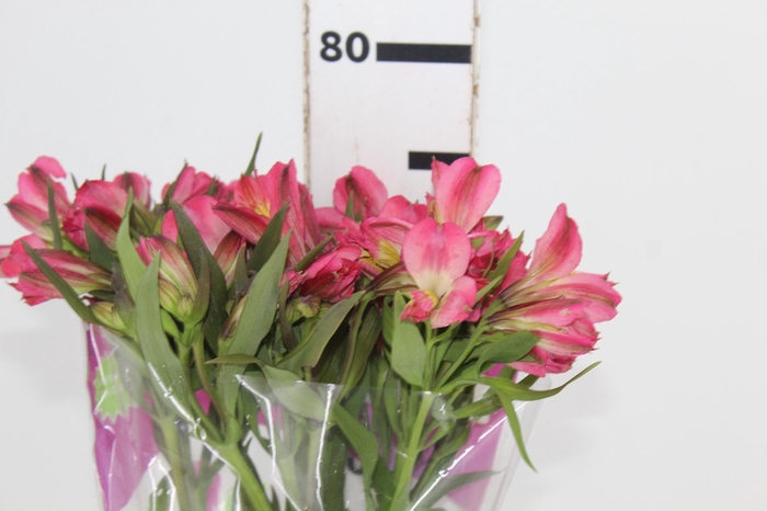 <h4>ALSTROEMERIA ALYNA 080 CM</h4>
