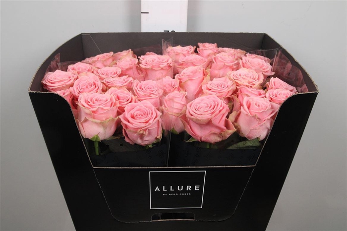 <h4>R Gr Sophia Loren</h4>