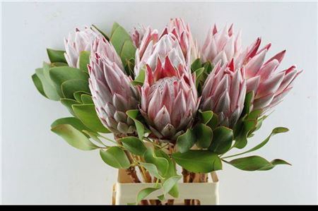 <h4>Protea Cynaroides</h4>