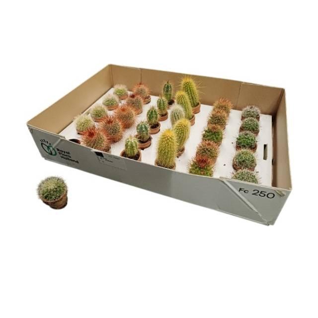 <h4>arr8 Cactus Gem Mini In Terra Cotta</h4>