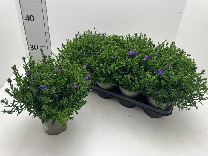 <h4>ASTER D AL D PURP LA</h4>