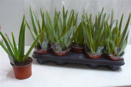 <h4>Aloe Vera</h4>
