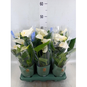 Anthurium  'Karma White'