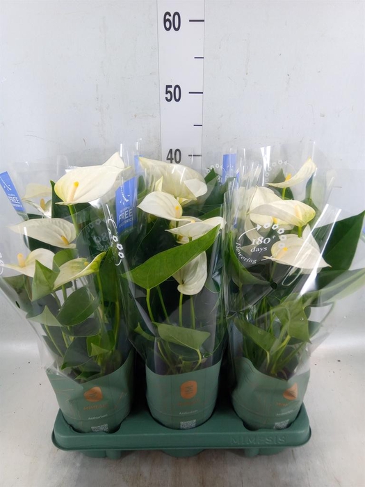 <h4>Anthurium  'Karma White'</h4>