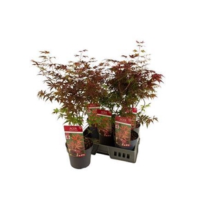 Acer Pa Atropurpureu