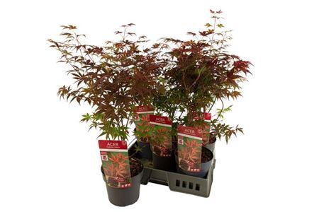 <h4>Acer Pa Atropurpureu</h4>