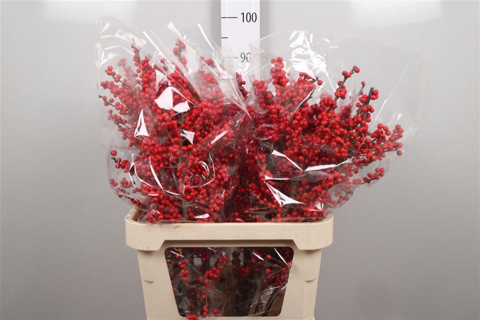 <h4>Ilex Ve Rode Bes</h4>