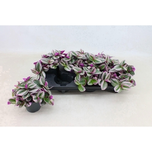 Tradescantia Nanouk P12