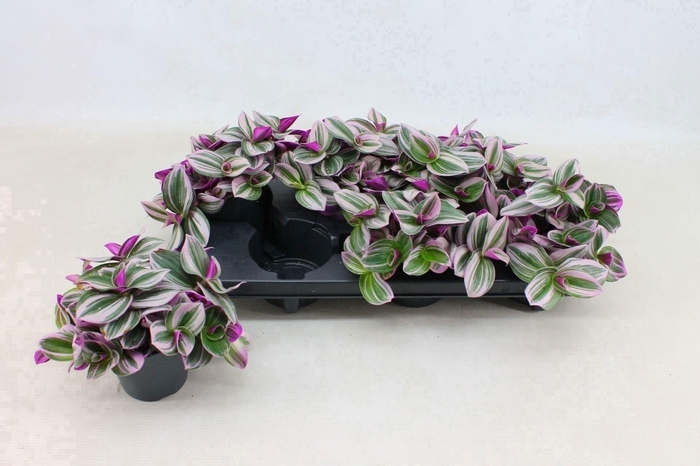 <h4>Tradescantia Nanouk P12</h4>