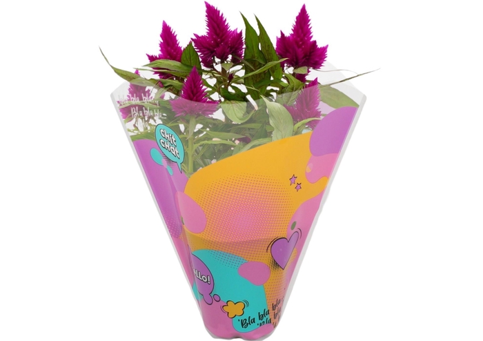 <h4>CEL DEEP PURPLE</h4>