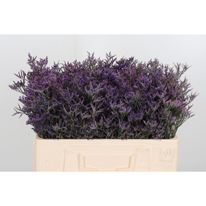 Lim Safora Dark Blue