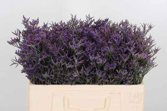 <h4>Lim Safora Dark Blue</h4>