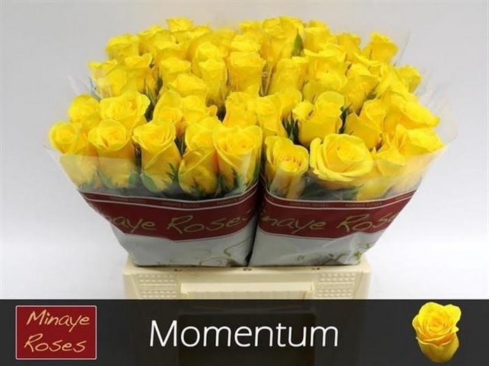 <h4>R Gr Momentum Extra Minaye</h4>