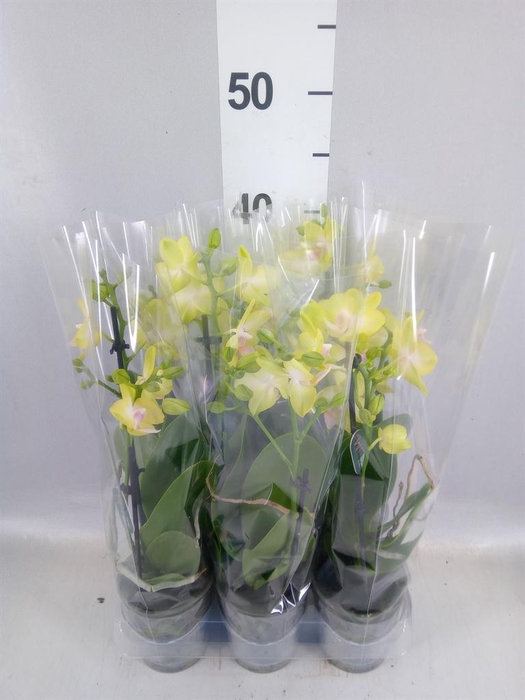 <h4>Phalaenopsis multi. 'Mila'</h4>