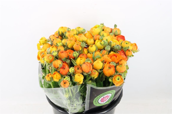 <h4>Ran Elegance Orange</h4>