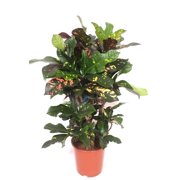 <h4>Codiaeum Magnificent (Croton Magnificent)</h4>