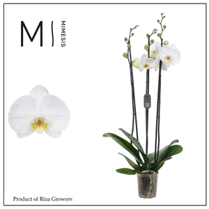Phalaenopsis White Bigflower 3 spike - 12cm | Mimesis