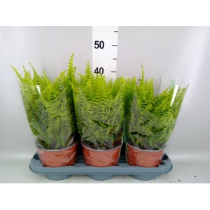 Nephrolepis exal. 'Green Moment'