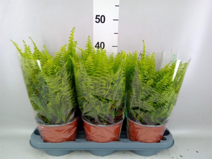 <h4>Nephrolepis exal. 'Green Moment'</h4>