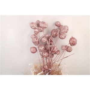 Ascl. Moby Dick Red Metallic