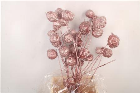 <h4>Ascl. Moby Dick Red Metallic</h4>