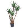 Yucca Elephantipes vertakt