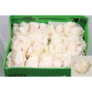 R Gr Cotton X-pression Ec