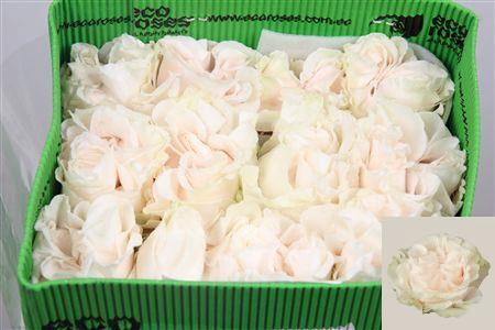 <h4>R Gr Cotton X-pression Ec</h4>