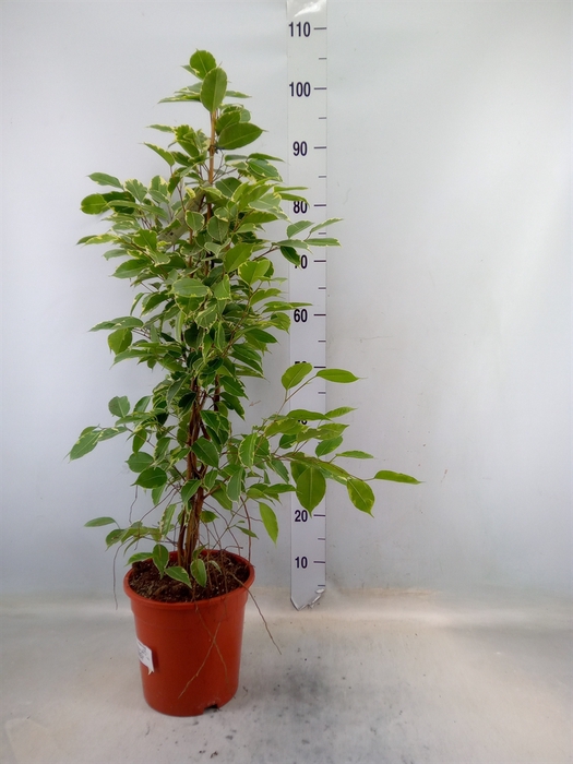 <h4>Ficus benja. 'Golden King'</h4>